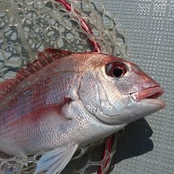 フィッシングボートACE(エース) 釣果