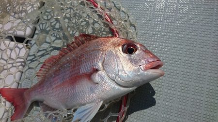 フィッシングボートACE(エース) 釣果