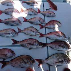 フィッシングボートACE(エース) 釣果