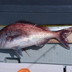 フィッシングボートACE（エース） 釣果