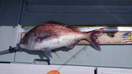 フィッシングボートACE（エース） 釣果