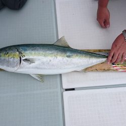 フィッシングボートACE（エース） 釣果