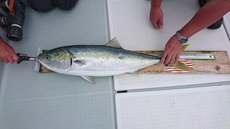 フィッシングボートACE（エース） 釣果