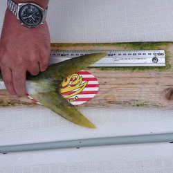 フィッシングボートACE（エース） 釣果