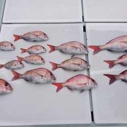 フィッシングボートACE（エース） 釣果