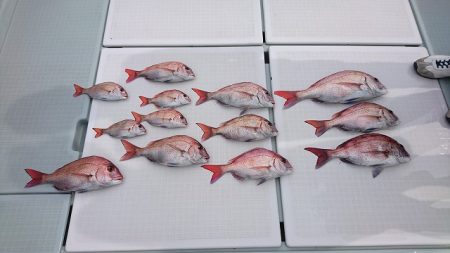 フィッシングボートACE（エース） 釣果