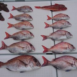 フィッシングボートACE（エース） 釣果