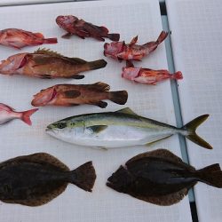 フィッシングボートACE(エース) 釣果