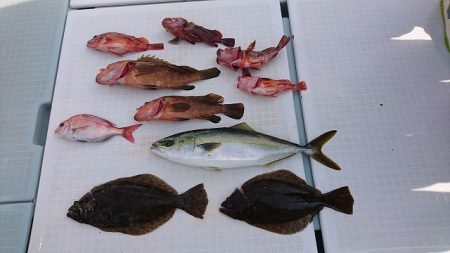 フィッシングボートACE（エース） 釣果