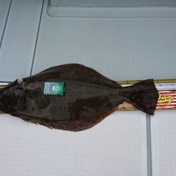 フィッシングボートACE(エース) 釣果