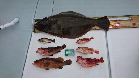 フィッシングボートACE(エース) 釣果