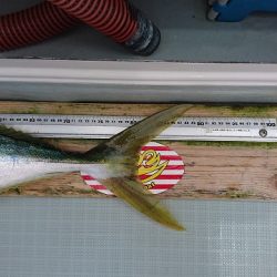 フィッシングボートACE（エース） 釣果