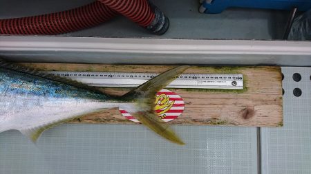 フィッシングボートACE（エース） 釣果