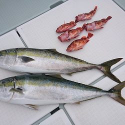 フィッシングボートACE（エース） 釣果