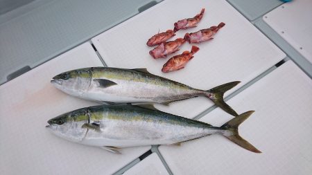 フィッシングボートACE（エース） 釣果