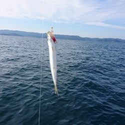 フィッシングボートACE(エース) 釣果