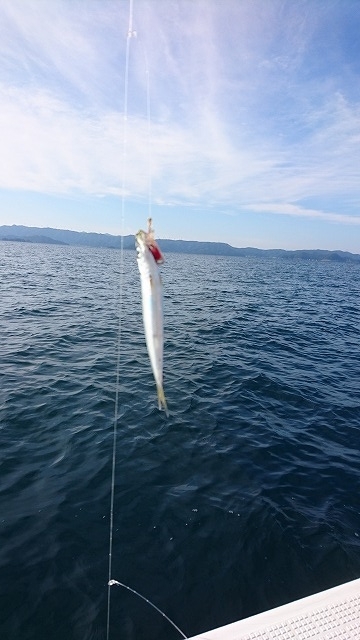 フィッシングボートACE(エース) 釣果