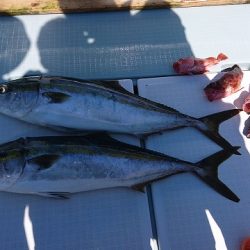 フィッシングボートACE(エース) 釣果