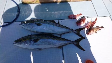 フィッシングボートACE(エース) 釣果