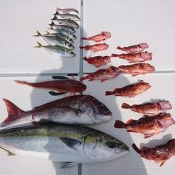 フィッシングボートACE(エース) 釣果