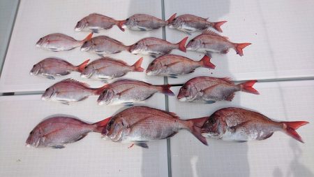 フィッシングボートACE（エース） 釣果