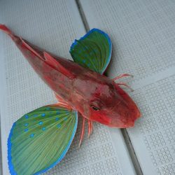 フィッシングボートACE（エース） 釣果