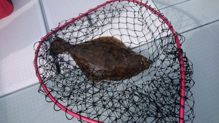 フィッシングボートACE（エース） 釣果