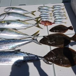 フィッシングボートACE（エース） 釣果