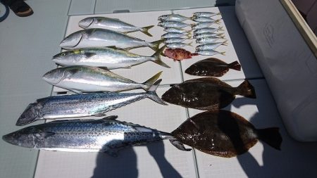 フィッシングボートACE（エース） 釣果