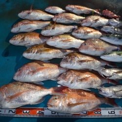 アジアマリンサービス 釣果