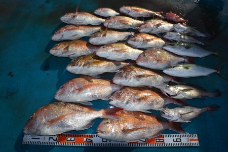 アジアマリンサービス 釣果