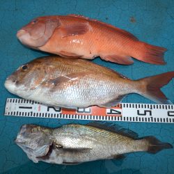 アジアマリンサービス 釣果