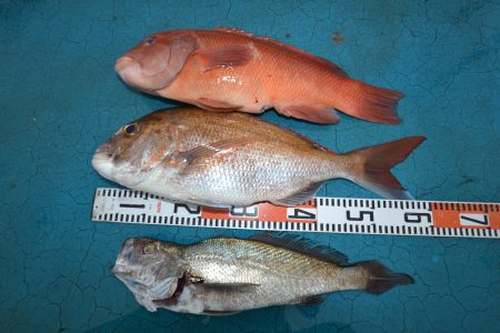 アジアマリンサービス 釣果