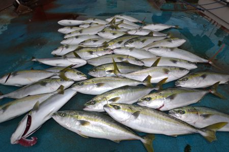 アジアマリンサービス 釣果