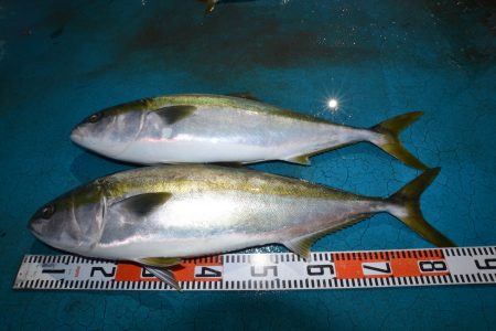 アジアマリンサービス 釣果