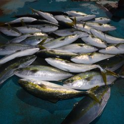 アジアマリンサービス 釣果