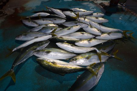 アジアマリンサービス 釣果