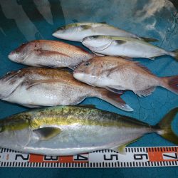 アジアマリンサービス 釣果