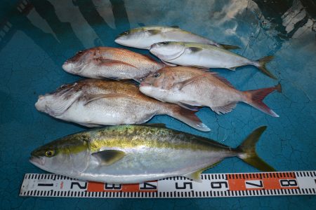 アジアマリンサービス 釣果