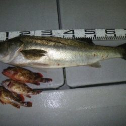 磯部釣船 直栄丸 釣果