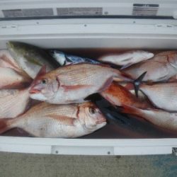 磯部釣船 直栄丸 釣果