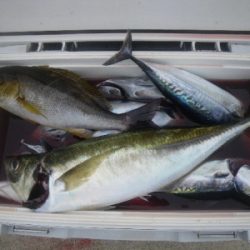 磯部釣船 直栄丸 釣果