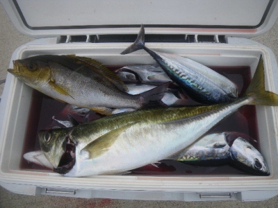 磯部釣船 直栄丸 釣果