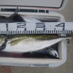 磯部釣船 直栄丸 釣果