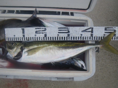 磯部釣船 直栄丸 釣果