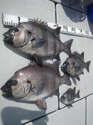 磯部釣船 直栄丸 釣果