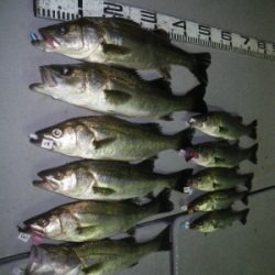 磯部釣船 直栄丸 釣果