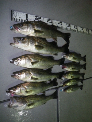 磯部釣船 直栄丸 釣果