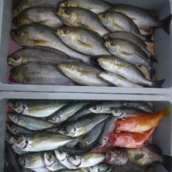 磯部釣船 直栄丸 釣果