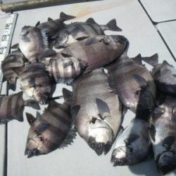 磯部釣船 直栄丸 釣果